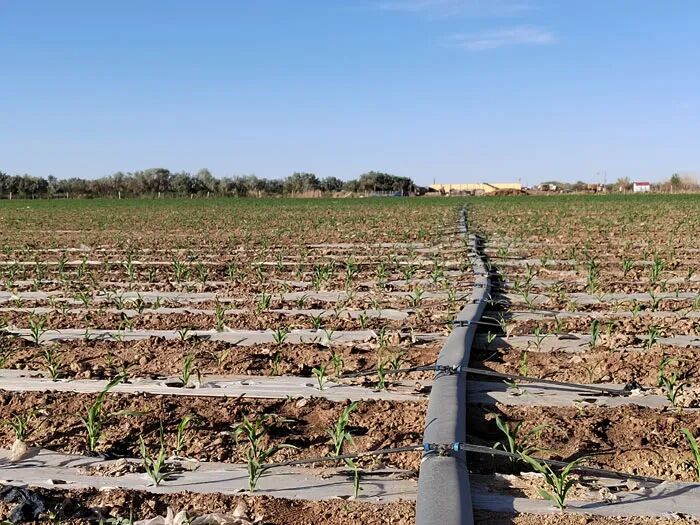 公司高質(zhì)量完成內(nèi)蒙古自治區(qū)高標(biāo)準(zhǔn)農(nóng)田招標(biāo)代理項(xiàng)目 實(shí)現(xiàn)農(nóng)業(yè)領(lǐng)域業(yè)務(wù)突破